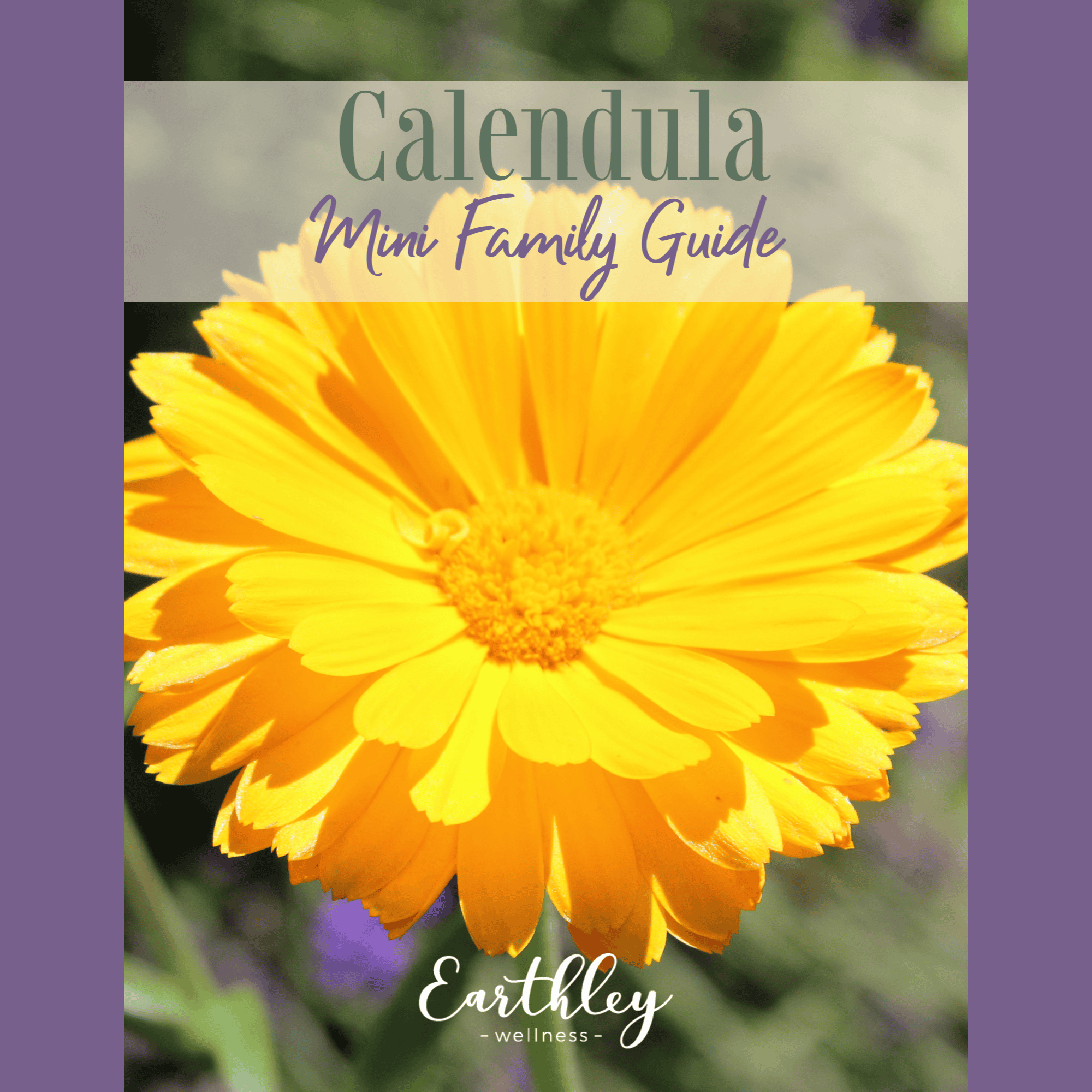 Calendula Mini Family Guide (Printable Digital Download