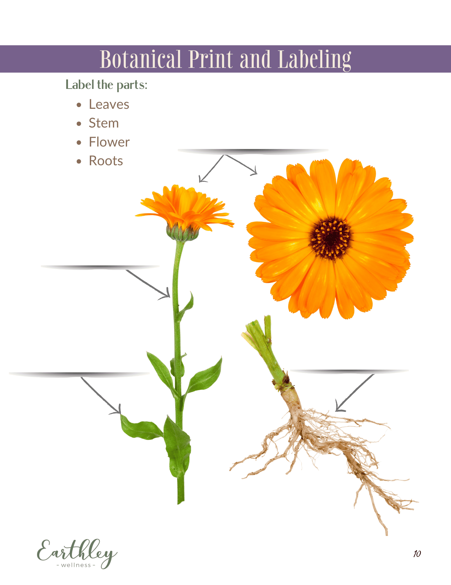 Calendula Mini Family Guide (Printable Digital Download