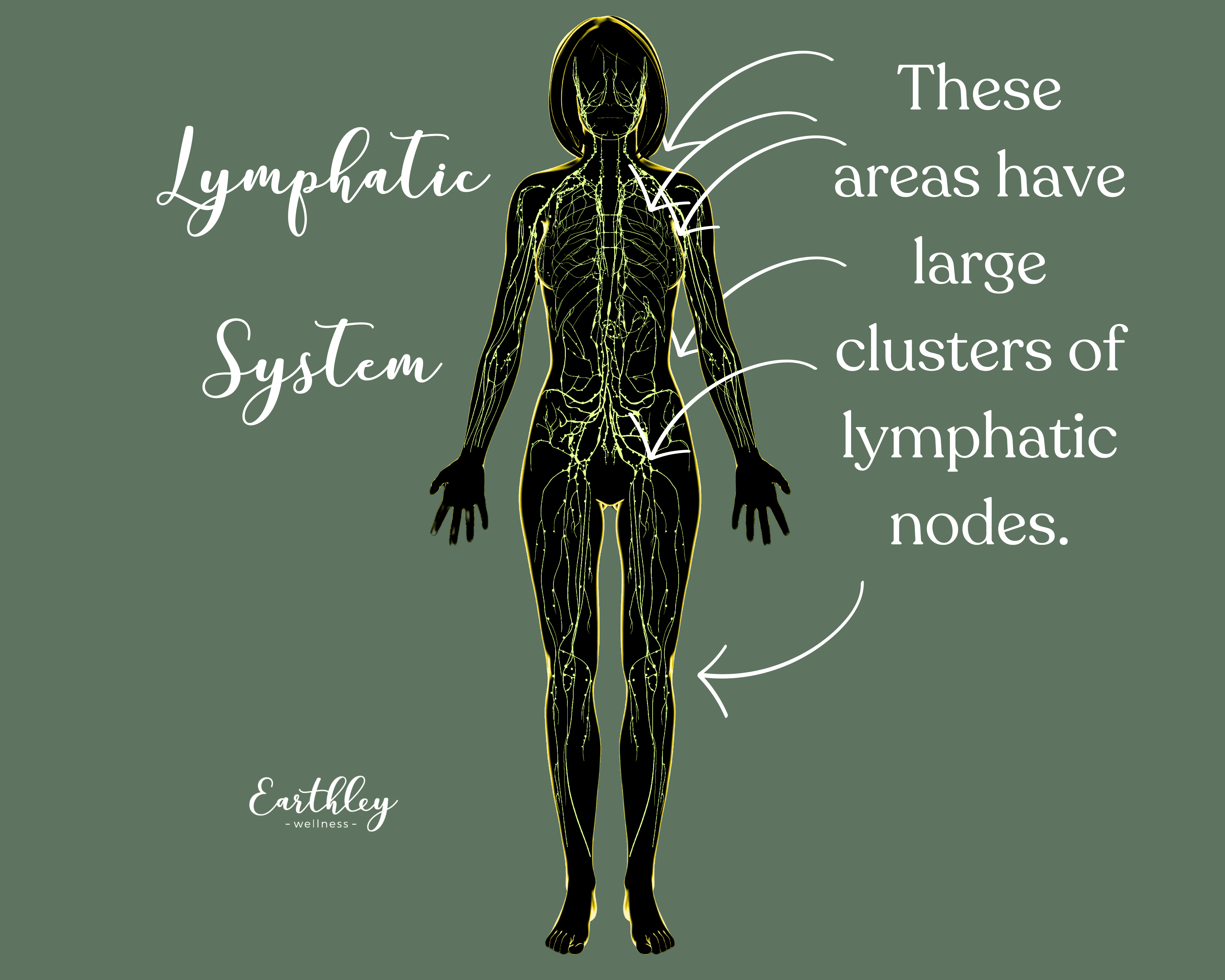 Lymphatic Cream | Natural Support for Healthy Lymph Flow | Natural